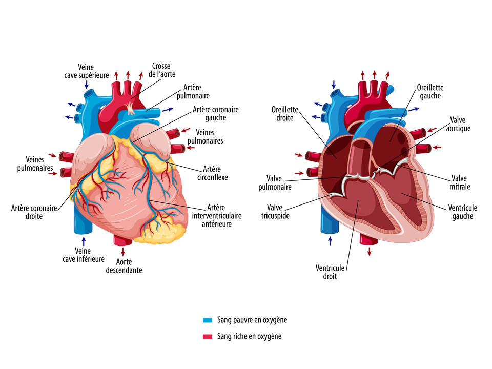 Planche Anatomique le Coeur Humain