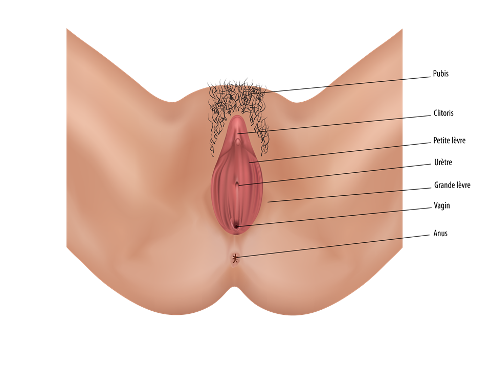 Anatomie : organes génitaux féminins externes (vulve ...