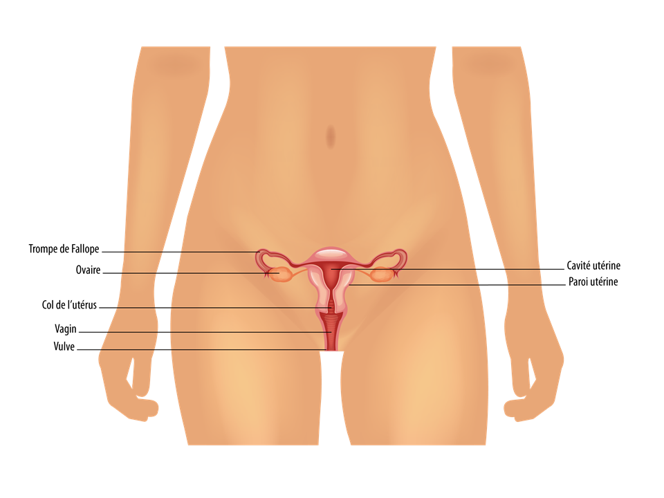 Anatomie : organes génitaux féminins internes, vue de face