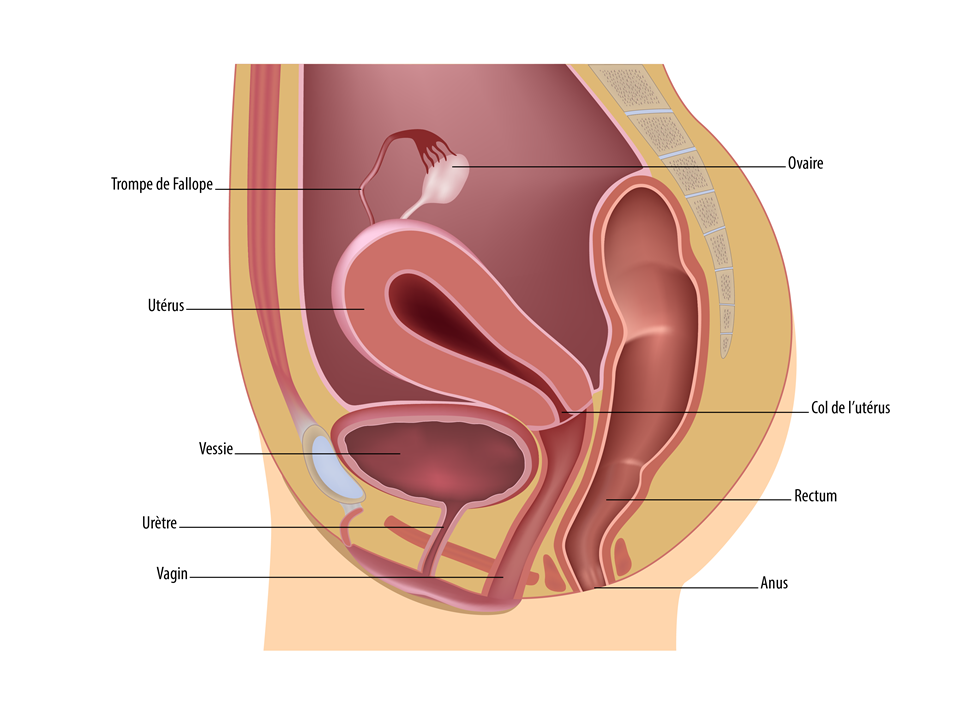 Anatomie : organes génitaux féminins internes, vue de profil