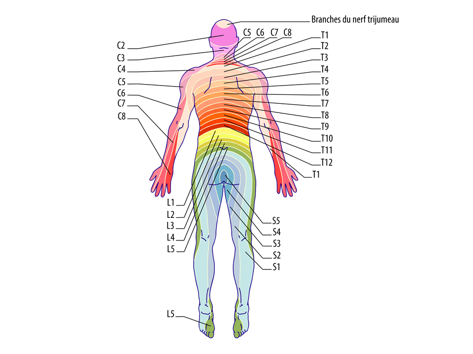 Dermatomes (trajets névralgie cervicobrachiale et sciatalgie), dos ...