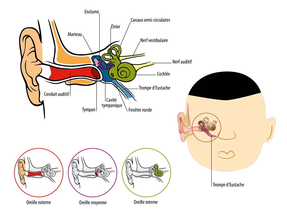 Anatomie : oreille et trompe d’eustache