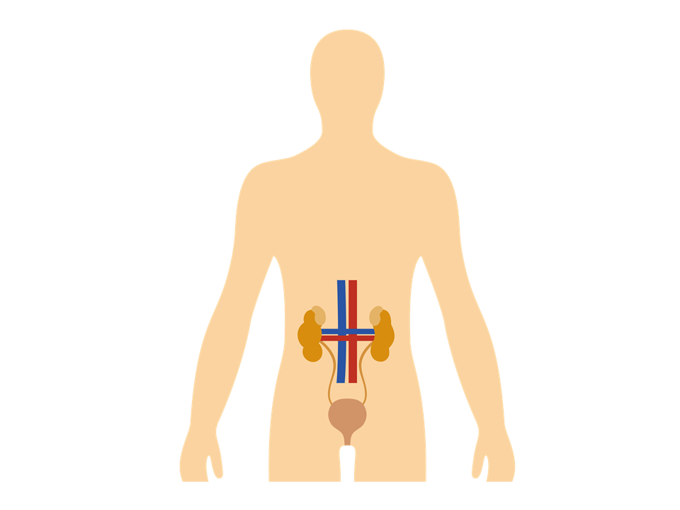 Anatomie : appareil urinaire